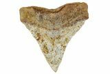 Fossil Bull Shark Tooth (Carcharhinus) - Angola #259474-1